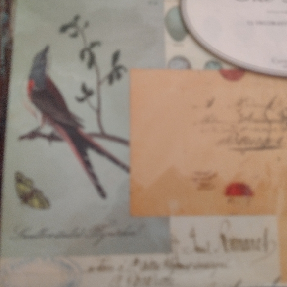 File Folders: bird print - Picture 7 of 11